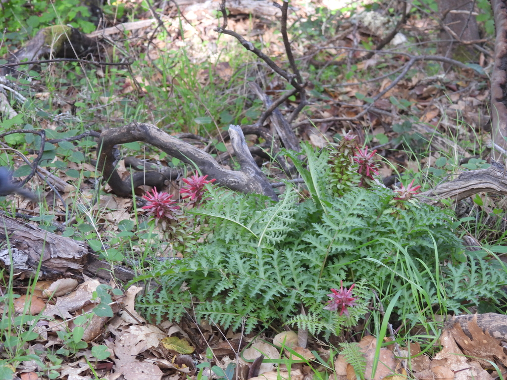 Warrior's Plume from 1800 Ignacio Blvd, Novato, CA 94949, USA on March