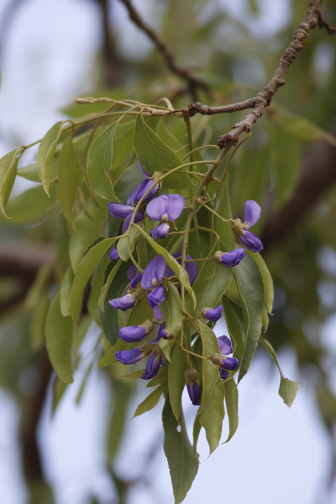 Treewisteria from Ehlanzeni District Municipality, South Africa on