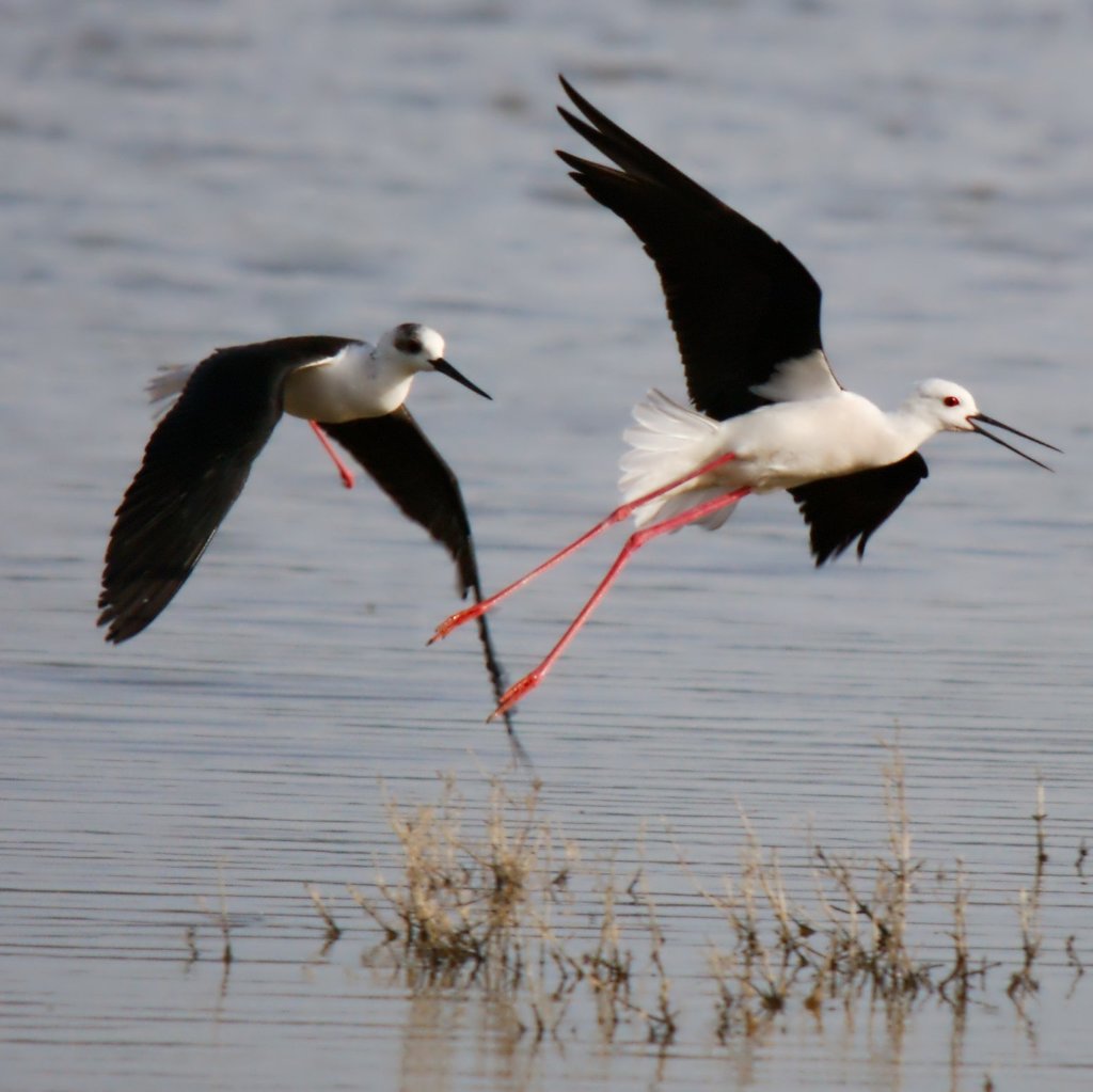 Blackwinged Stilt (Birds of Tambopata) · iNaturalist