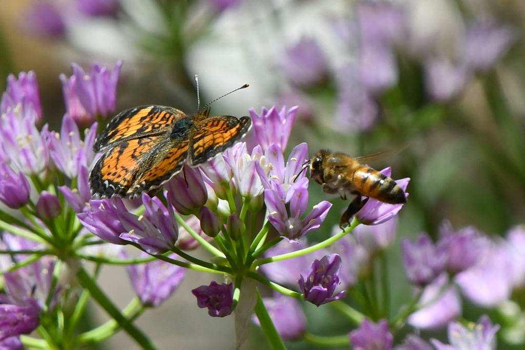 Pearl Crescent from White Lake Hills, Fort Worth, TX, USA on March 29
