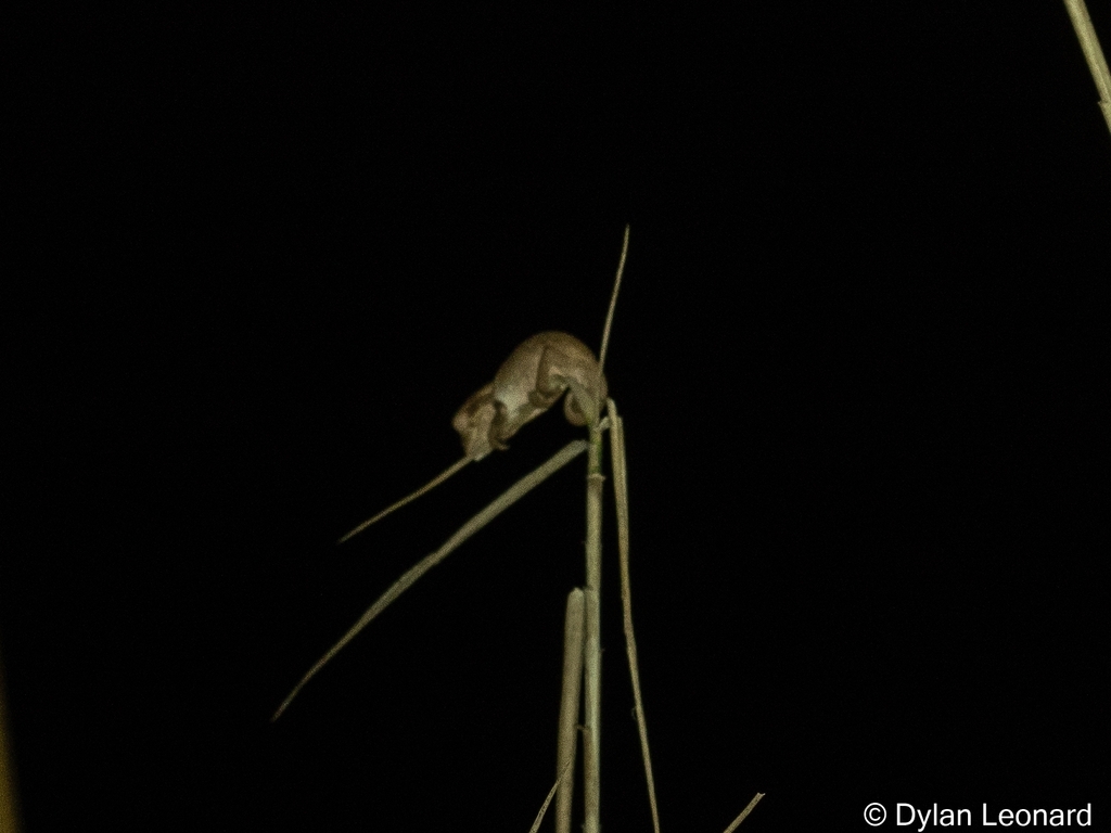 Blackheaded Dwarf Chameleon from Virginia, Durban North, 4051, South