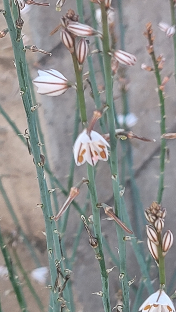 OnionLeafed Asphodel from Miramonte at the River, Tucson, AZ, USA on