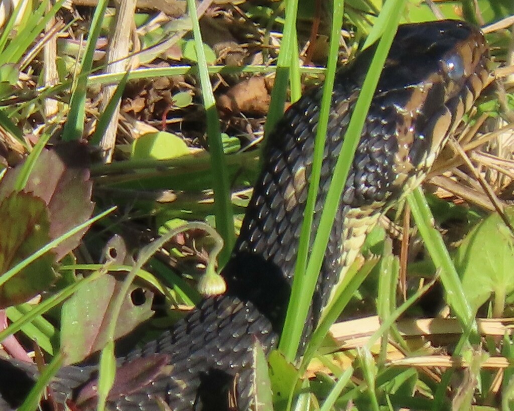 Banded Watersnake from Windy Hill, Jacksonville, FL, USA on April 4
