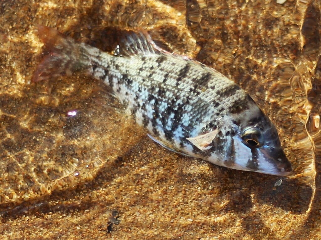 Spangled Emperor from Port Hedland, WA, Australia on March 15, 2024 at 0734 AM by Zaire Schutte
