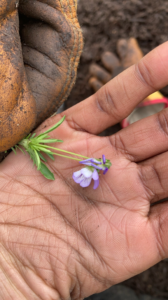 American field pansy from Saint Louis on April 3, 2024 at 1025 AM by