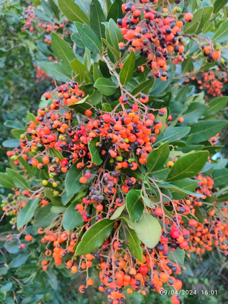 White Pear from Prospect Hall, Durban North, 4051, South Africa on April 9, 2024 at 0401 PM by