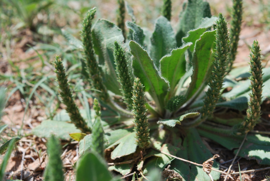 redseed plantain (A guide to the angiosperms dicots in Austin and