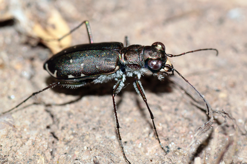 Punctured Tiger Beetle (Tiger Beetles of Mississippi) · iNaturalist