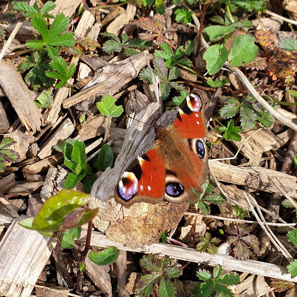 European Peacock Butterfly from The Rock, Brislington, Bristol BS4, UK