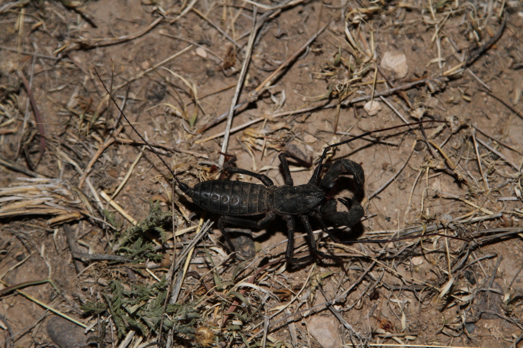 giant vinegaroon (GTM Research Reserve Arthropod Guide) · iNaturalist