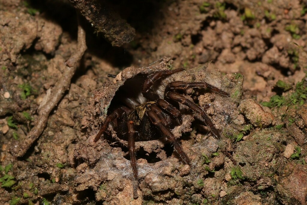 Brown Trapdoor Spiders from Mount CootTha QLD 4066, Australia on April