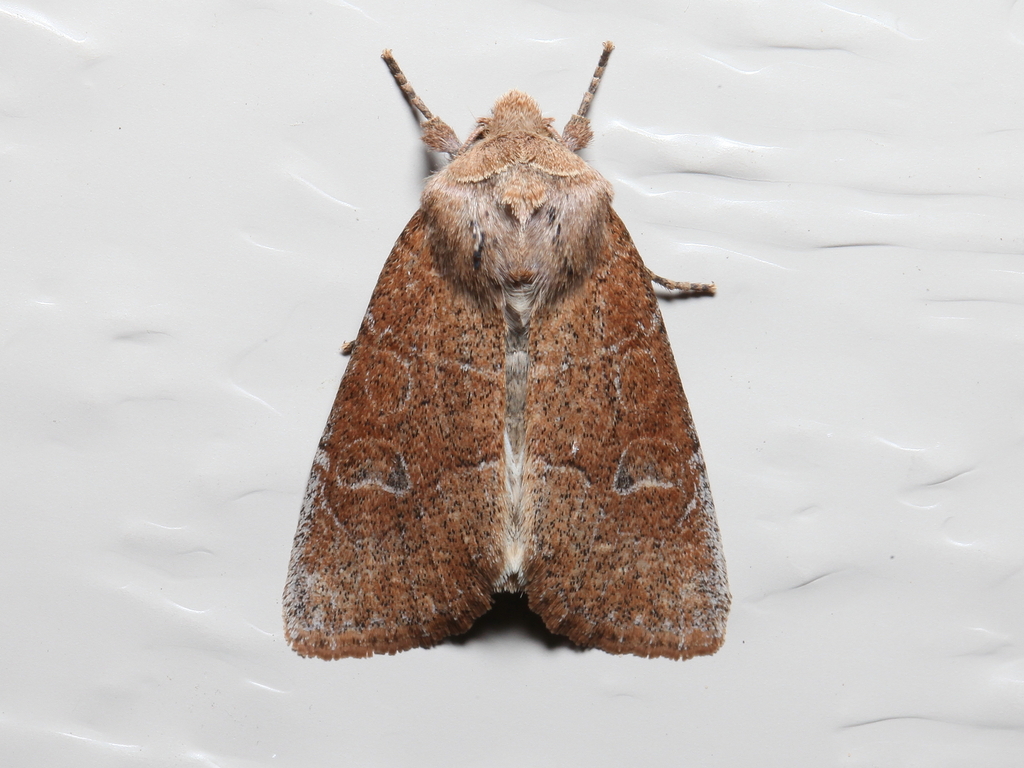 Norman's Quaker from Fitzgerald Rd, Burdett, NY 14818, USA on April 18, 2024 at 0926 PM by