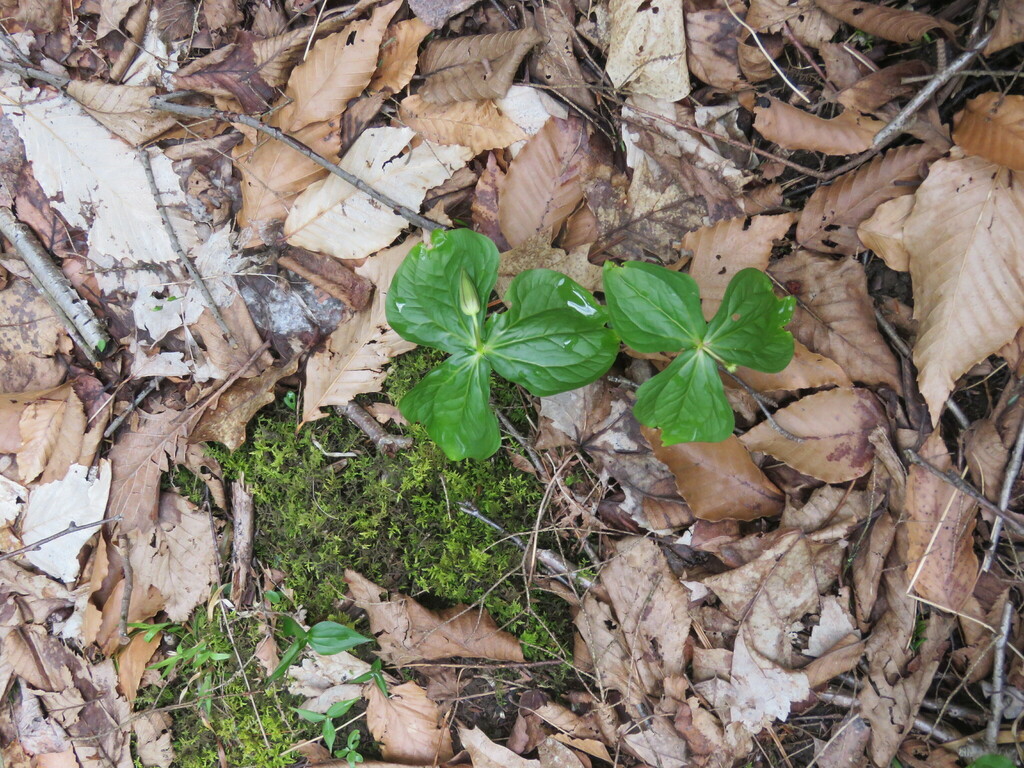 red trillium from Lamoille River Walk, 87 Ritchie Ave, Milton, VT 05468
