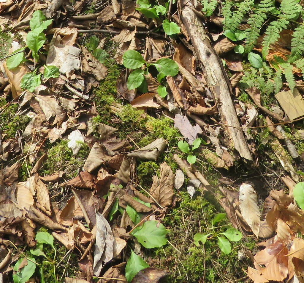 shinleaf from Lamoille River Walk, 87 Ritchie Ave, Milton, VT 05468