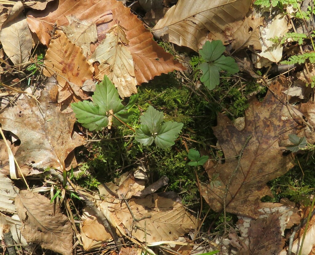 Twoleaved Toothwort from Lamoille River Walk, 87 Ritchie Ave, Milton