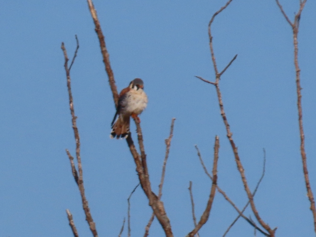 American Kestrel from Echo Bay, ON P0S 1C0, Canada on April 21, 2024 at