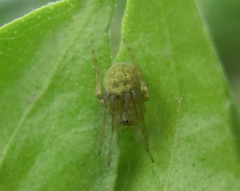 Typical Orbweavers from 638台灣雲林縣麥寮鄉 on April 23, 2024 at 10:17 AM by