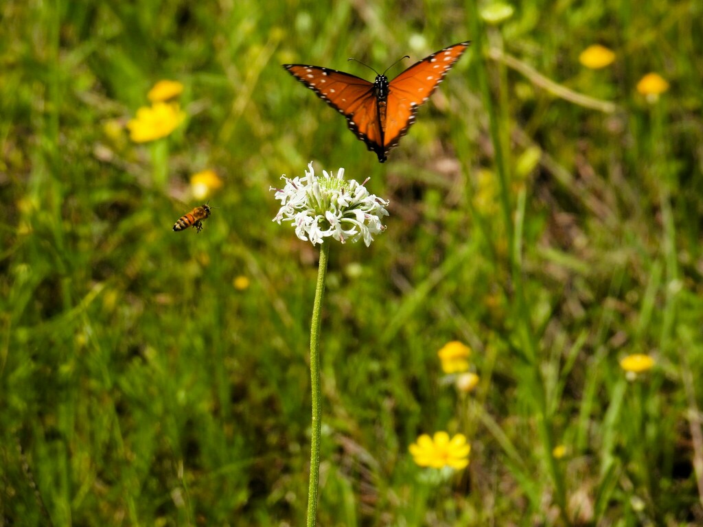 Barbara'sbuttons from Spring Creek Forest Preserve, 1770 Holford Rd