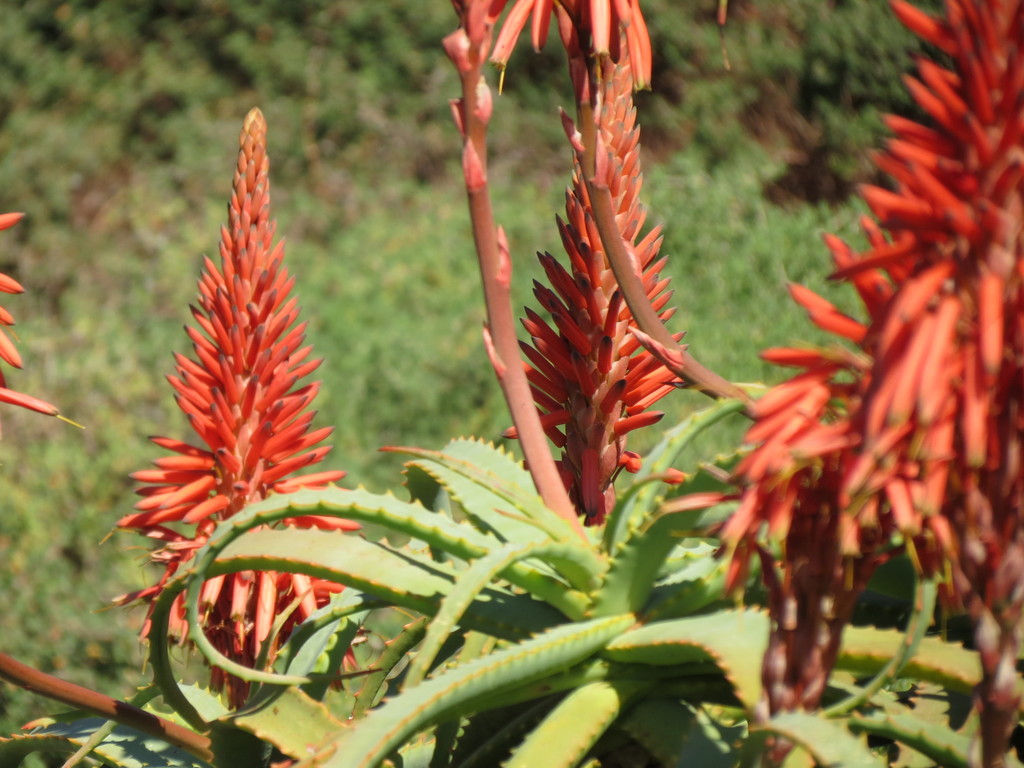 Candelabra Aloe (East Head and NSRI ) · iNaturalist