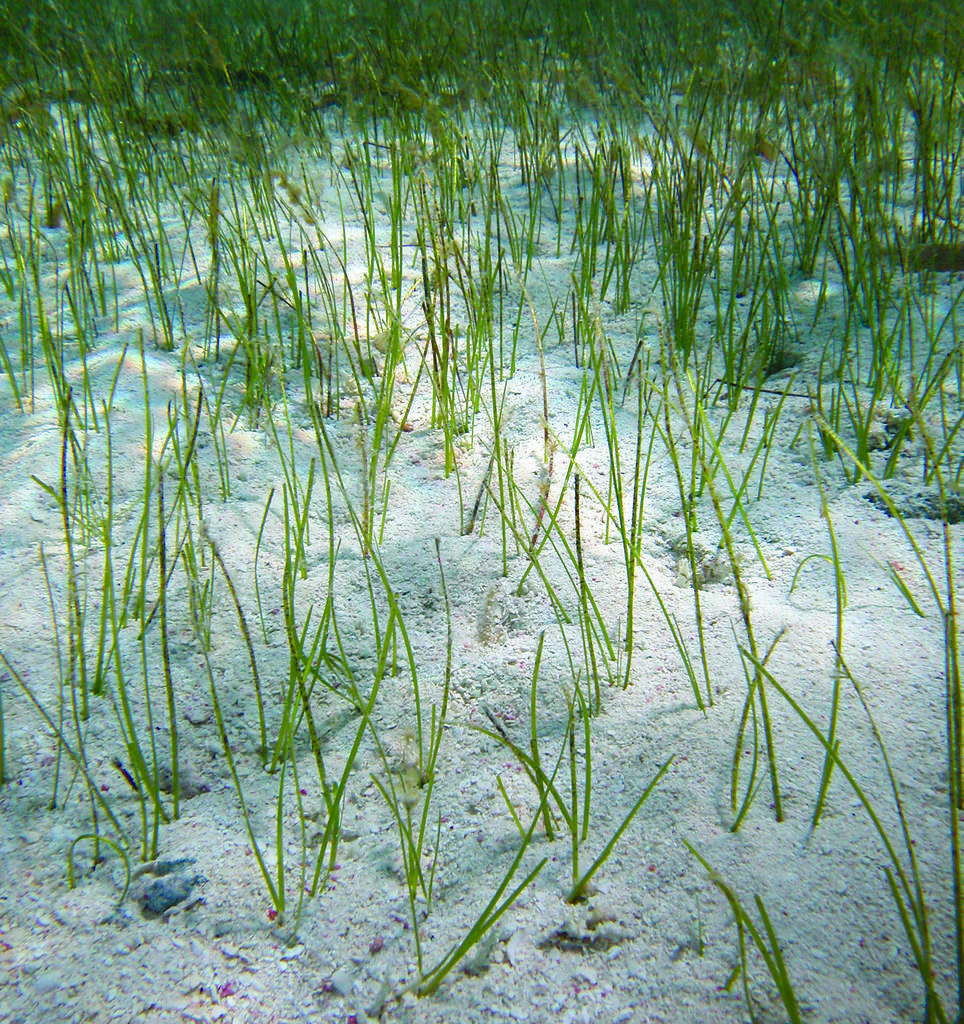 Shoal Grass (Gulf Islands National Seashore Sealife) · iNaturalist