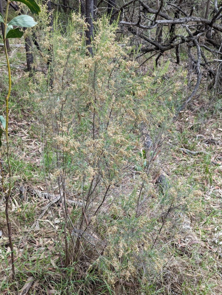 Sifton Bush from Macleod VIC 3085, Australia on April 26, 2024 at 1044