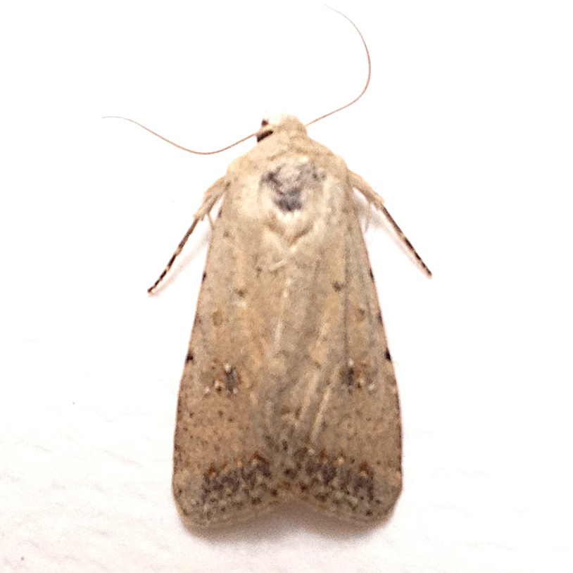 Caradrina montana SF Bay Area Moths) · iNaturalist