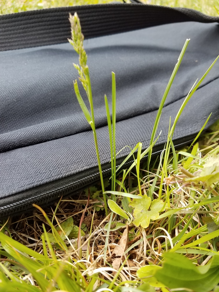 Smooth Meadowgrass from 15006B Priceville Rd, Sparks, MD 21152, USA on