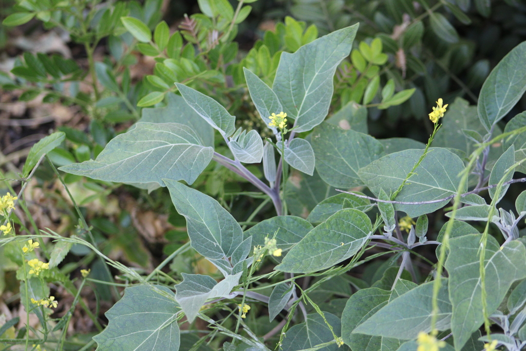 Sacred Datura from Peck Road Water Conservation Park, 5401 Peck Rd