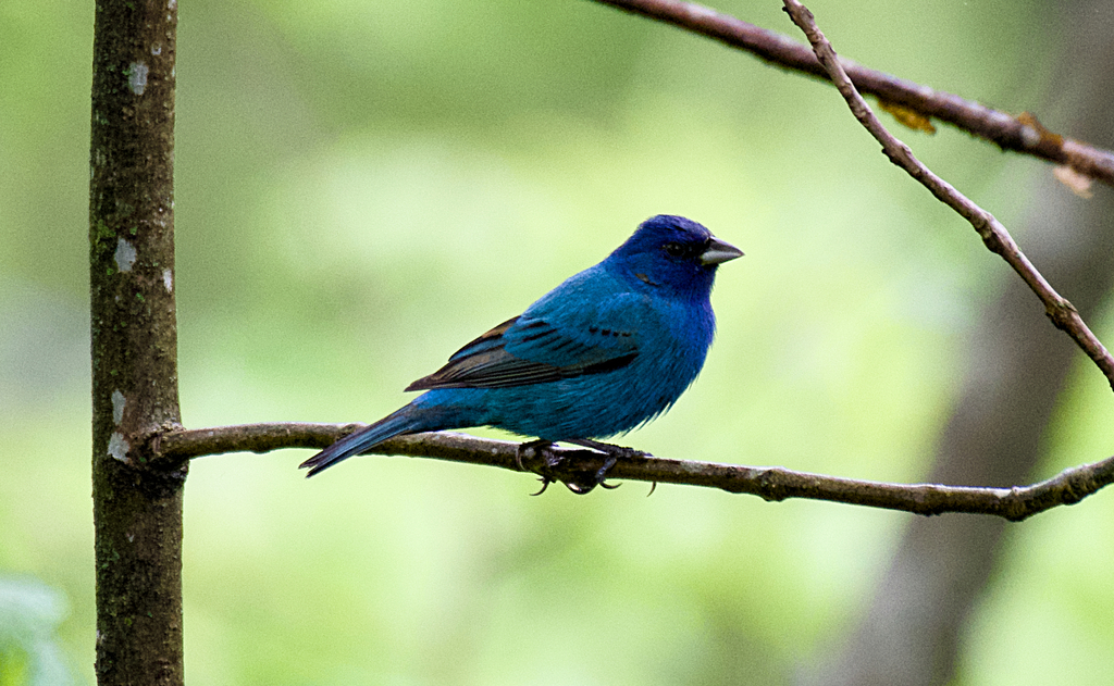 Indigo Bunting from Slash Rd, Kentucky, USA on April 26, 2024 at 1154