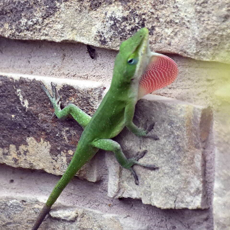 Green Anole from White Lake Hills, Fort Worth, TX, USA on April 27