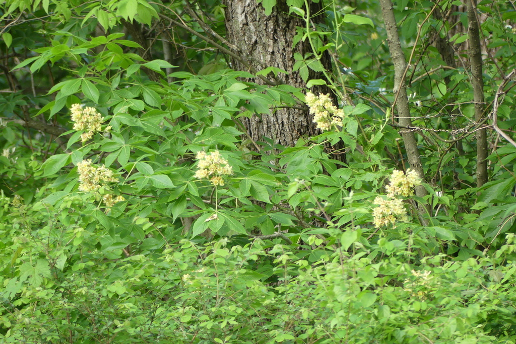 Ohio buckeye from Timberlane Acres, Olathe, KS 66061, USA on April 28