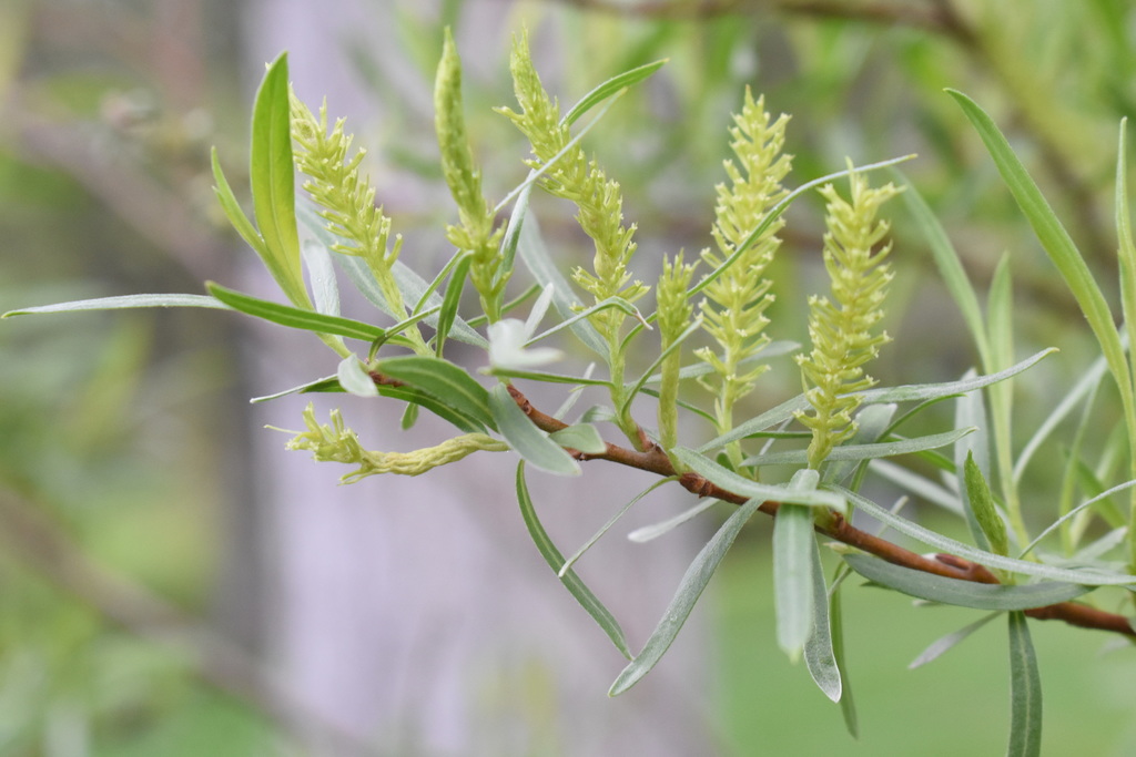 Narrowleaf Willow from Utah, Utah, United States on April 29, 2019 at