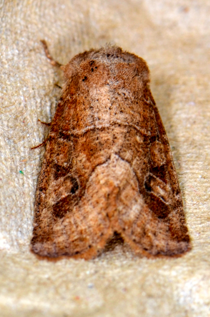 Norman's Quaker from Bill's backyard, Lewes, DE on April 29, 2024 at 08