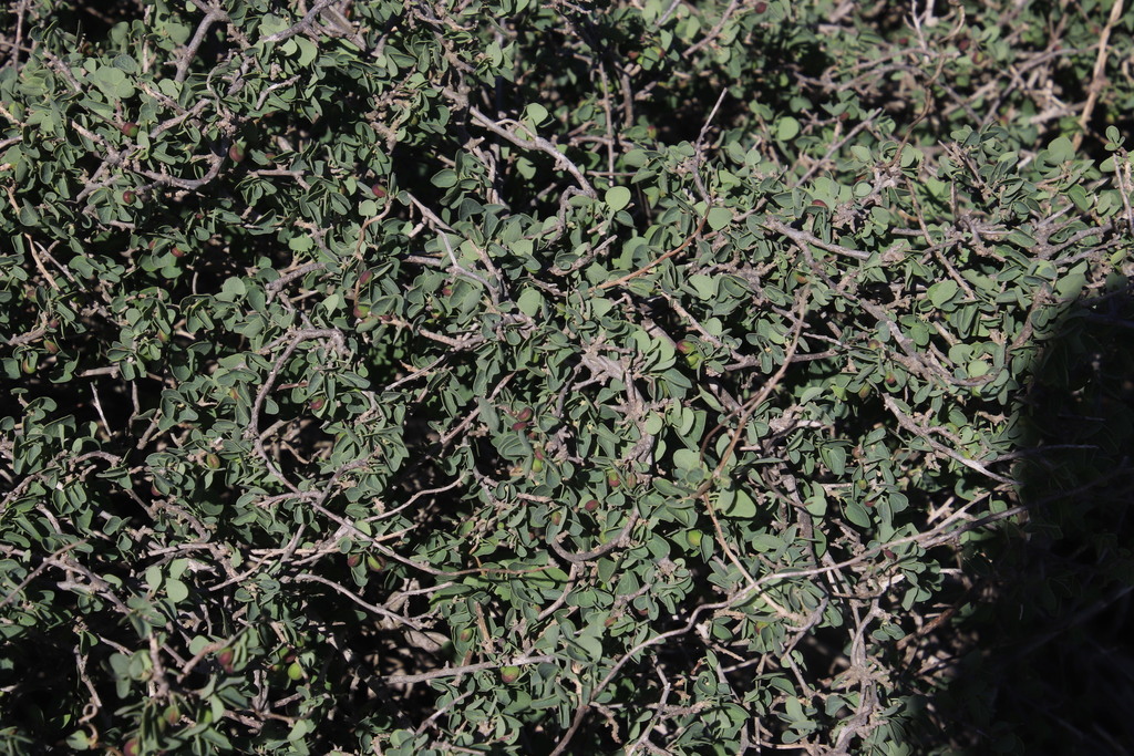 African boxthorn (Plants of the Tygerberg Nature Reserve) · iNaturalist