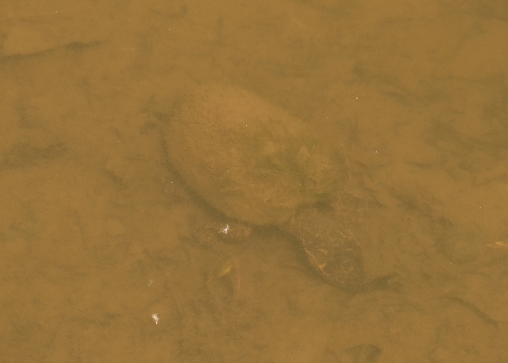 Eastern Musk Turtle from Lake Anne, Raleigh, NC 27612, USA on April 29
