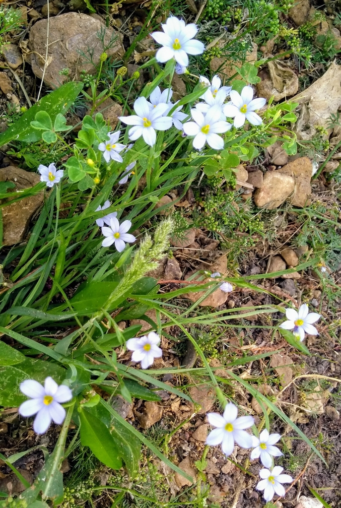 Sisyrinchium from 5630 Beacon Hill Dr, Frisco, TX 75034, USA on April