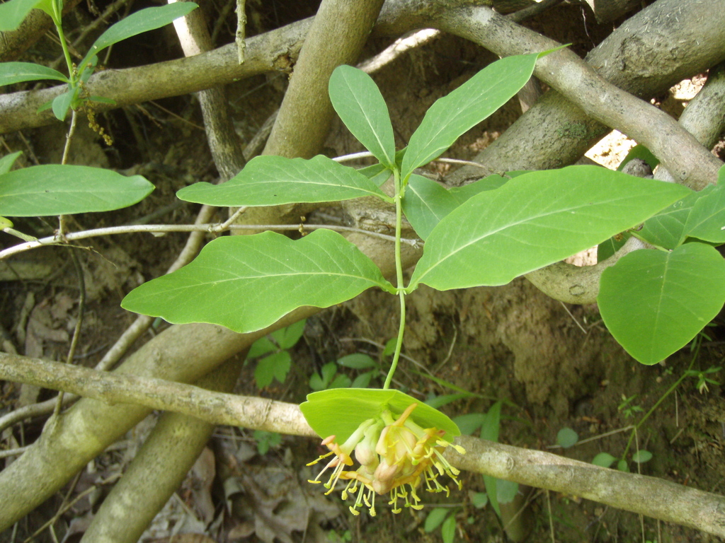 Glaucous Honeysuckle (Woody Plants of Floracliff Nature Sanctuary