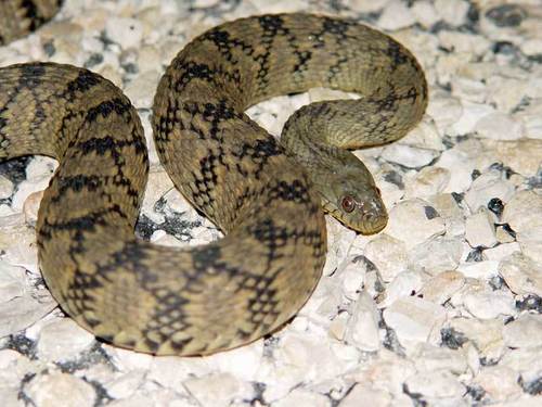 Diamondback Watersnake (A Guide to Snakes of Southeast Texas) · iNaturalist