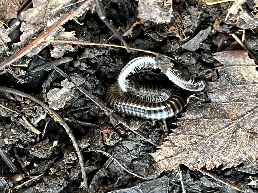 Julidae from Sherbrooke Woods, 1454 Sherbrooke St, Peterborough, ON K9J