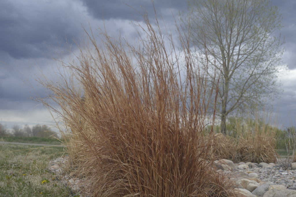 little bluestem (Grasses of Carroll County Arkansas) · BioDiversity4All