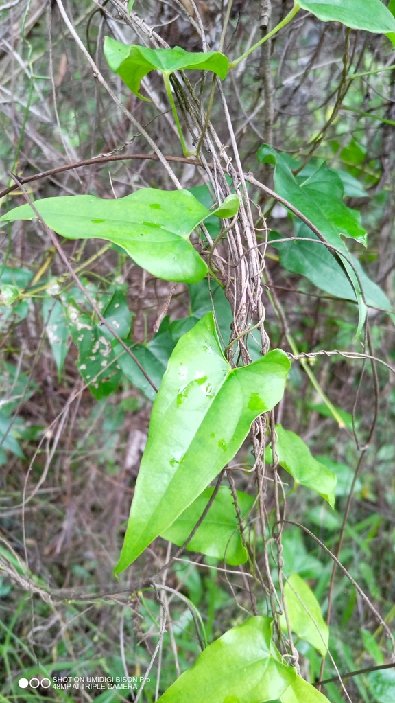 Common Yam Vine from Cooloola (excl. Gympie), AUQL, AU on May 4, 2024