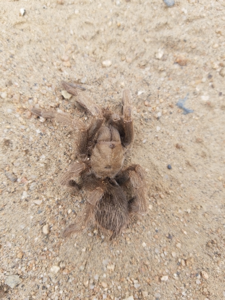 Johnny Cash Tarantula from 44CJ+RF Hensley trail, Raymond, CA 93653