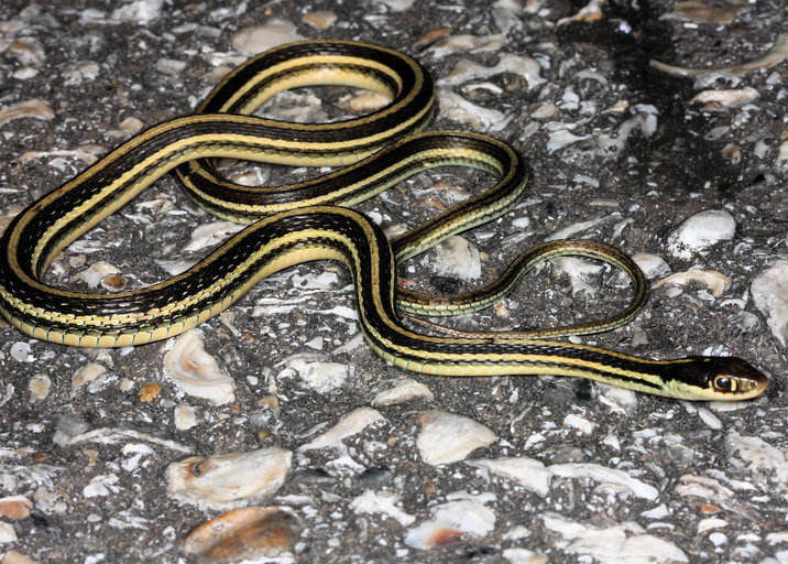 Gulf Coast Ribbon Snake (A Guide to Snakes of Southeast Texas