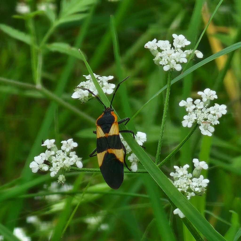 Large Milkweed Bug from Avery Ranch Parkside, Austin, TX 78717, USA on