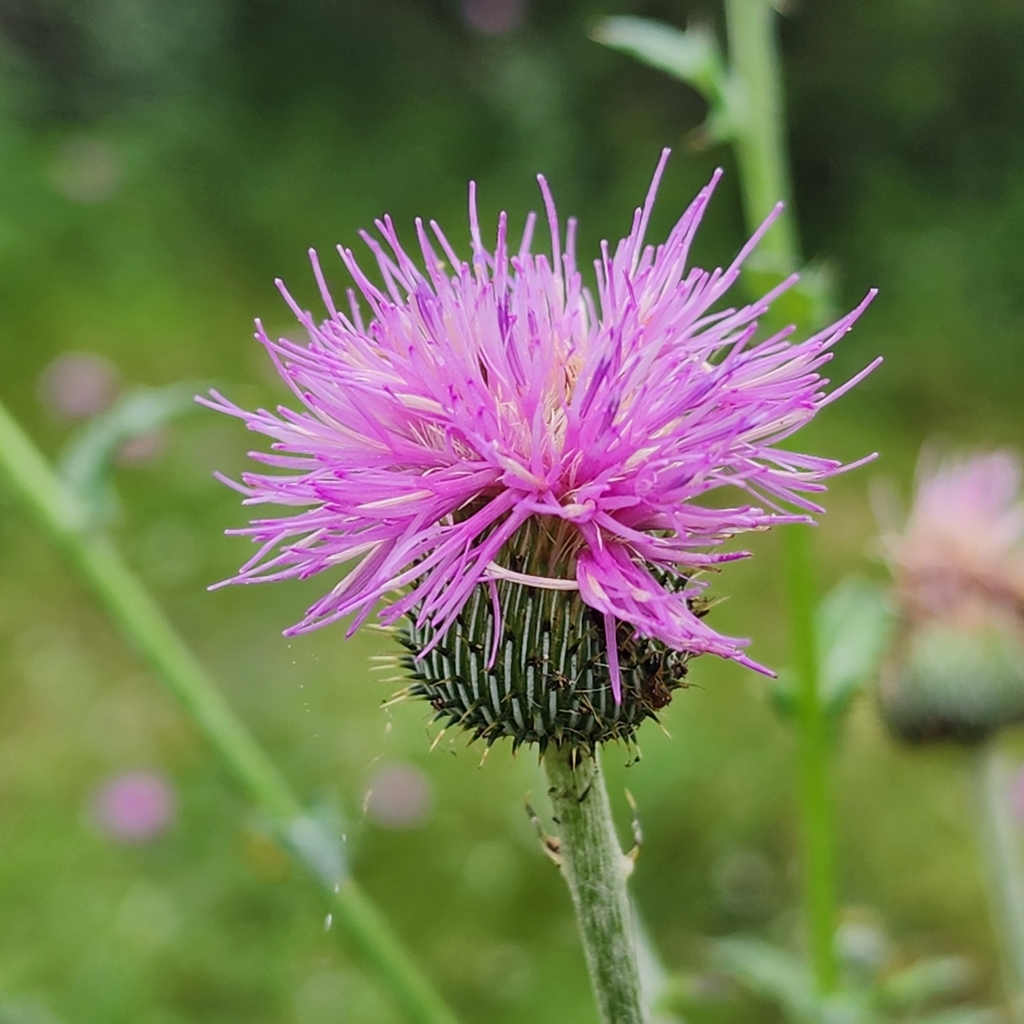 Texas Thistle from Avery Ranch Parkside, Austin, TX 78717, USA on May 5