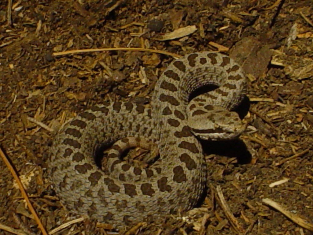 Víbora de cascabel transvolcánica (Serpientes venenosas de Michoacán