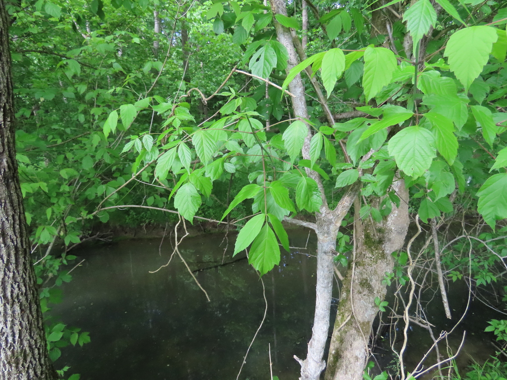 box elder from Seven Islands State Birding Park, Kodak, TN 37764, USA