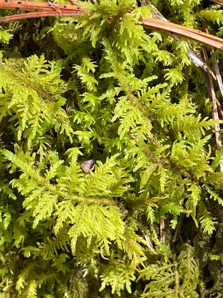 delicate fern moss from Thetford, VT, USA on May 6, 2024 at 0248 PM by