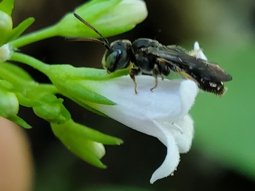 Protandrena virginica · iNaturalist
