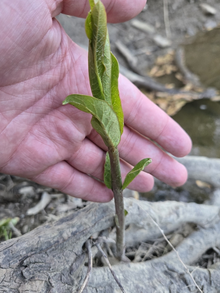 hemp dogbane from Hayfield Township, PA, USA on May 13, 2024 at 0822